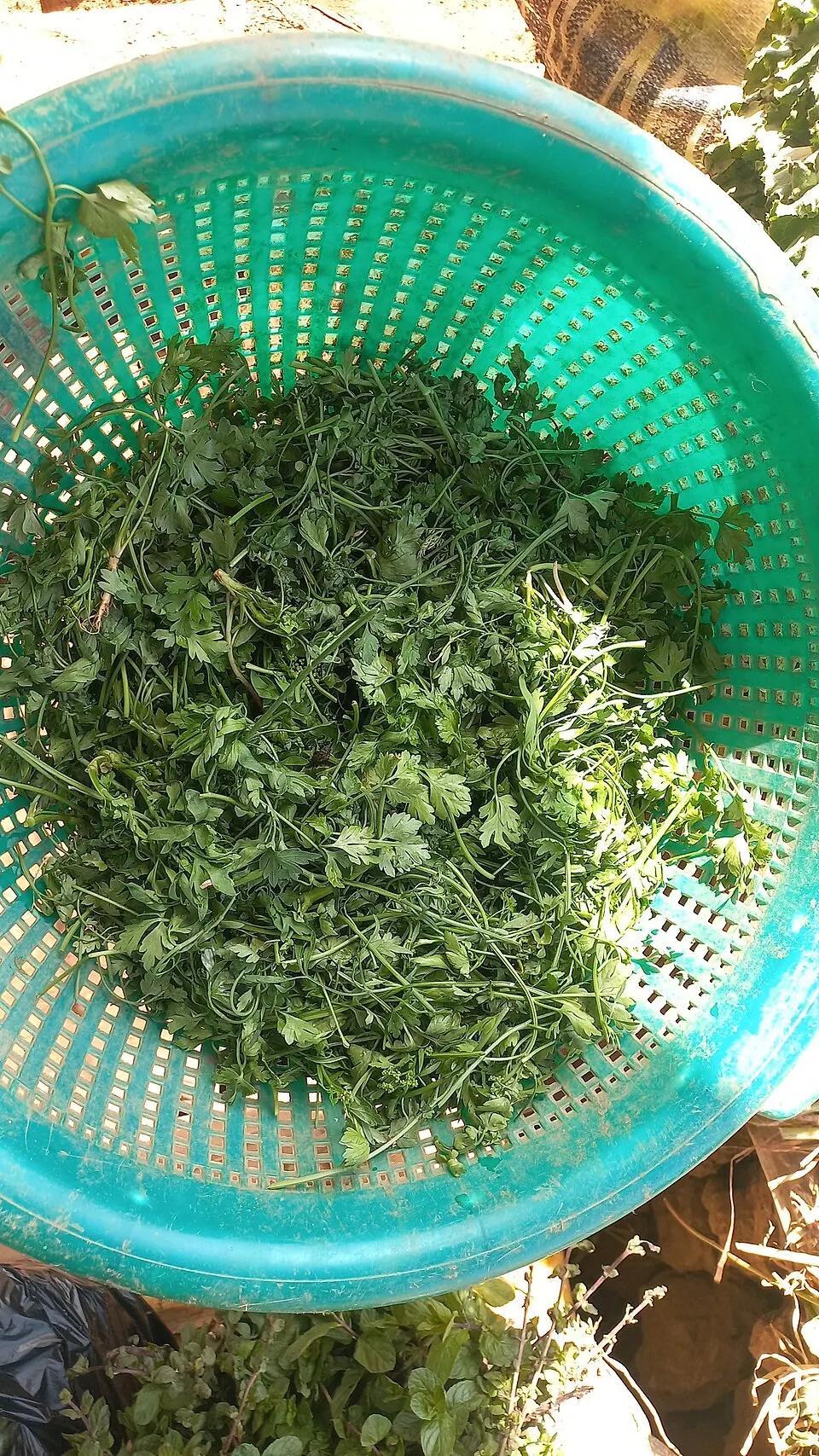 Erbe fresche