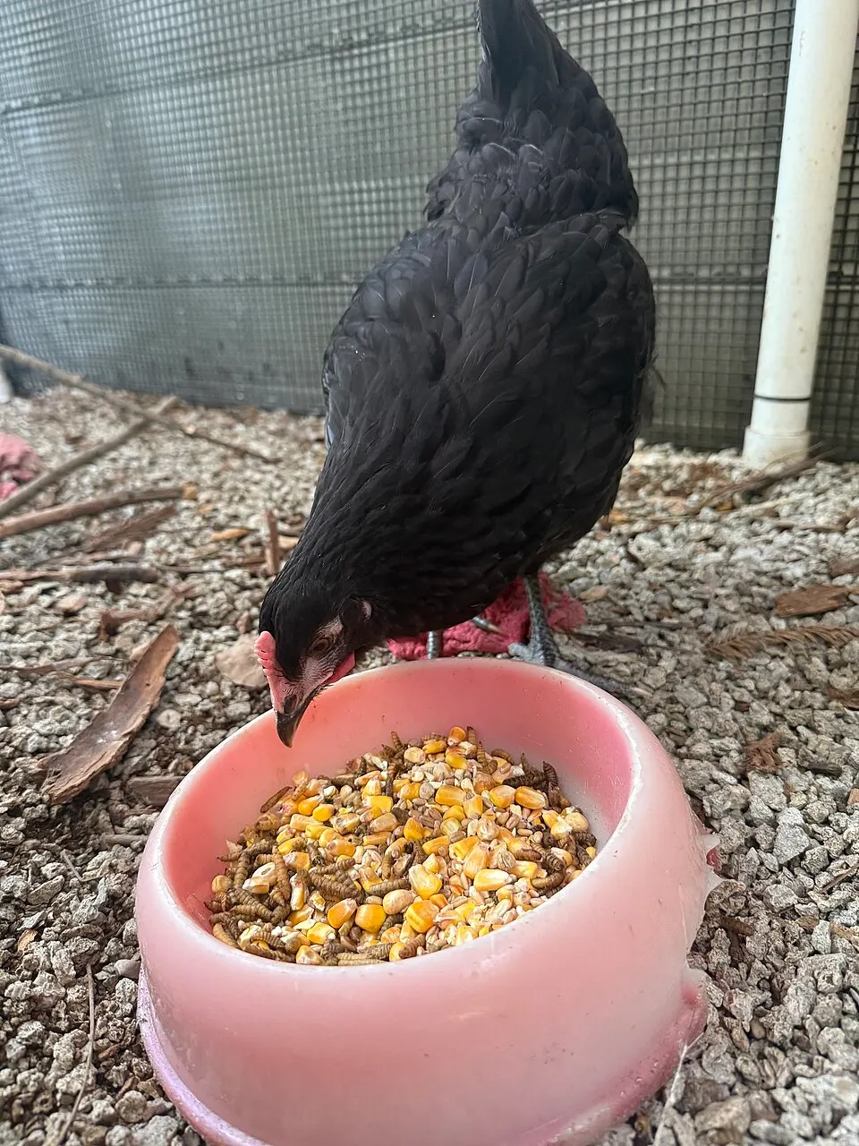 Galline in un recinto