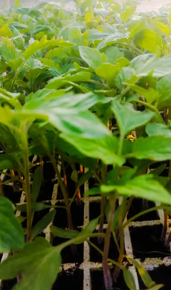 Jeunes plants de légumes
