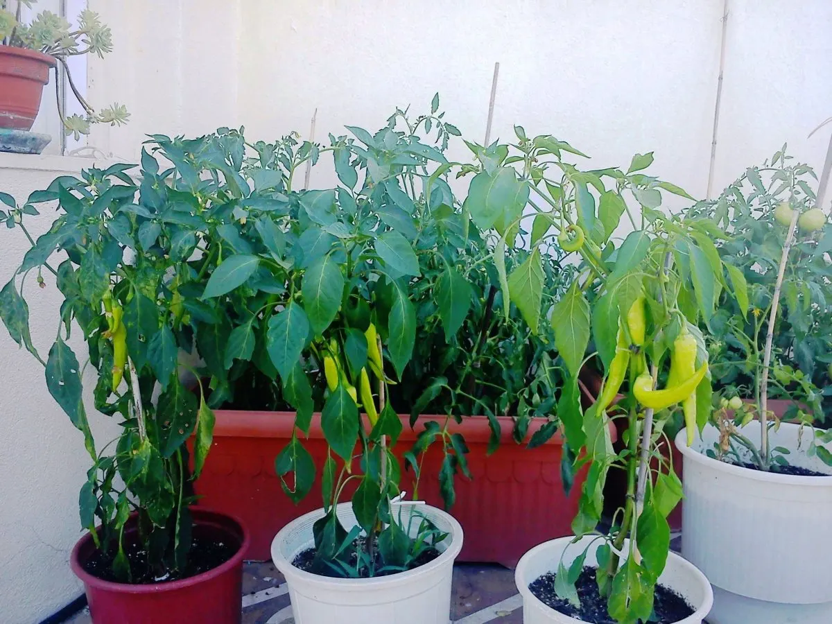 Groenteplanten groeien in potten op een balkon.