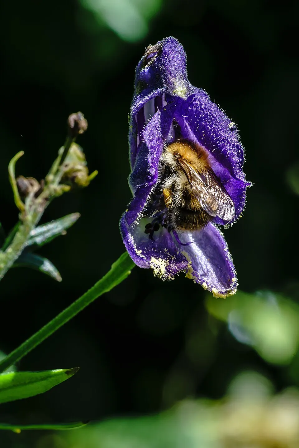 Abejorro sobre flores