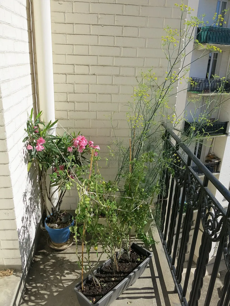 Altanplanter