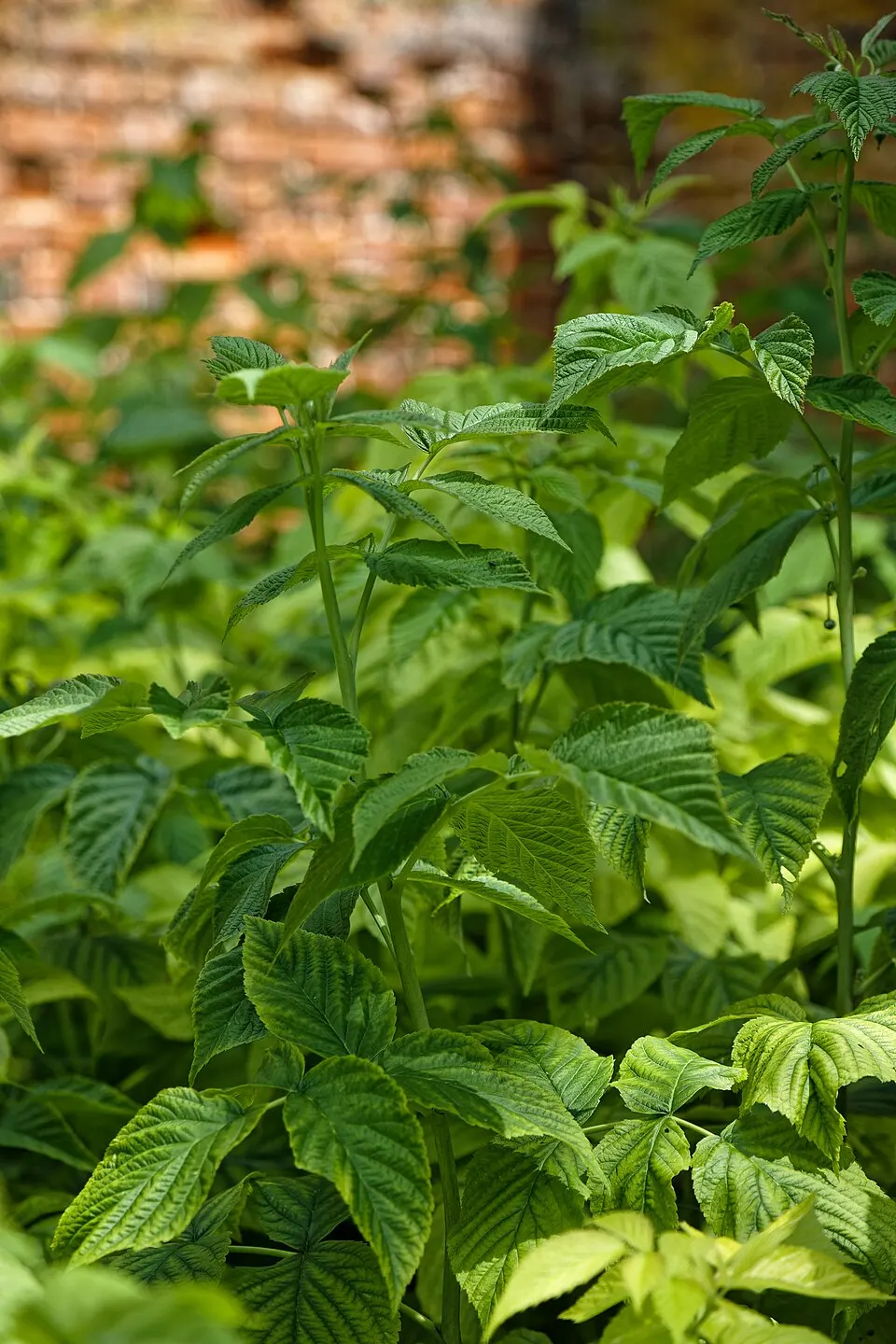 Pianta di lampone