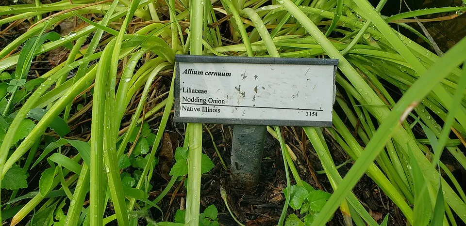 Etichetta identificativa di una pianta