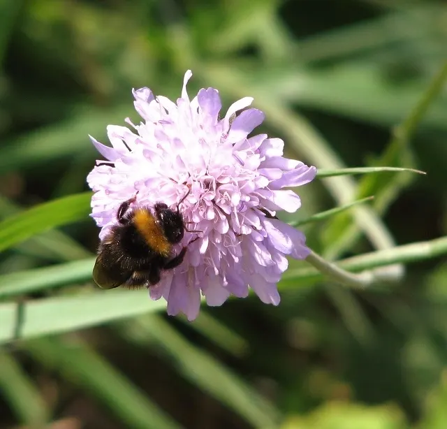 Humlebi på blomster