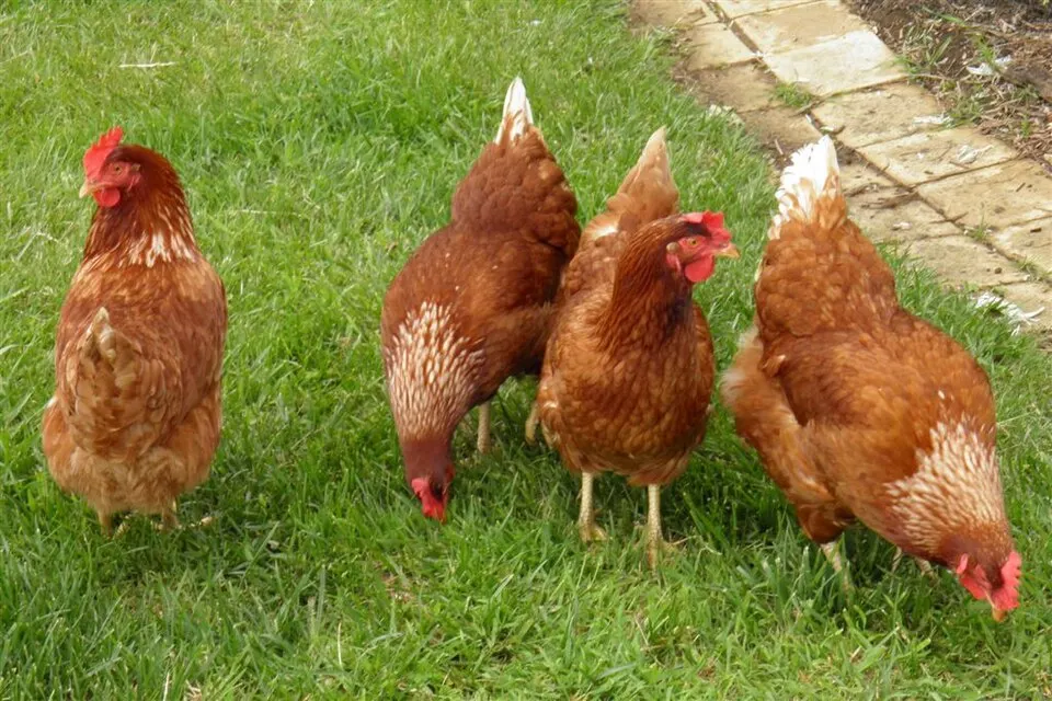 Poules