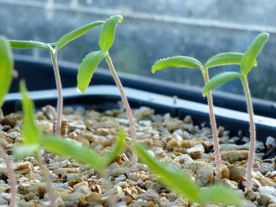 Young vegetable seedlings