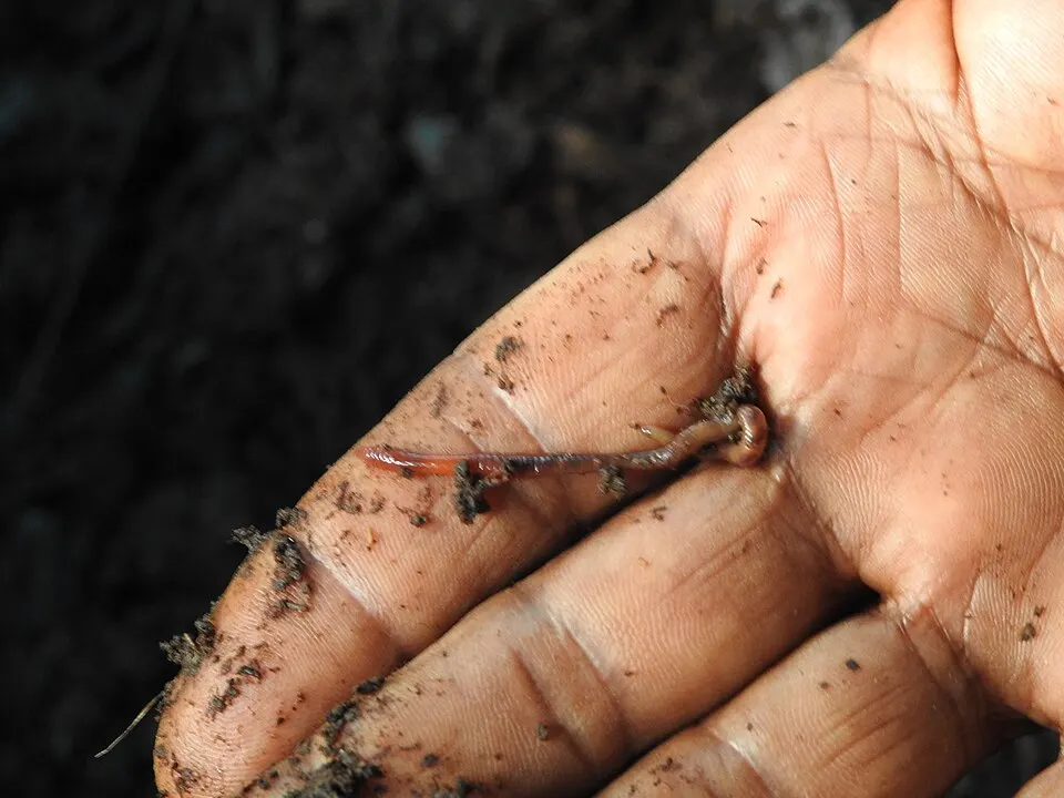 Vermicompostaje