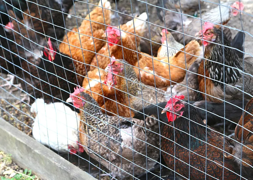 Gallinas en un recinto
