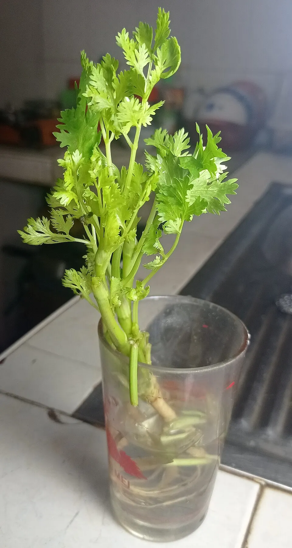 Herbes fraîches