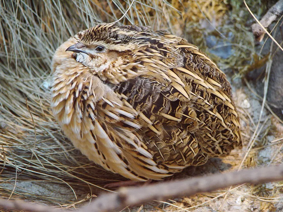 Codorniz; imagen ilustrativa de la especie Coturnix coturnix