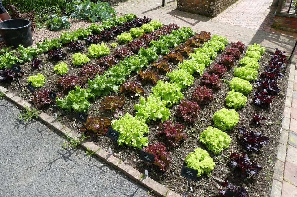 Plantas de lechuga