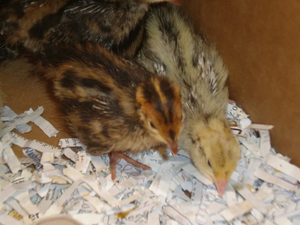 Quail