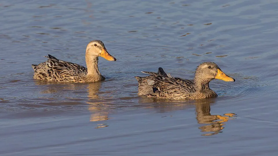 Twee tamme eenden in het water.