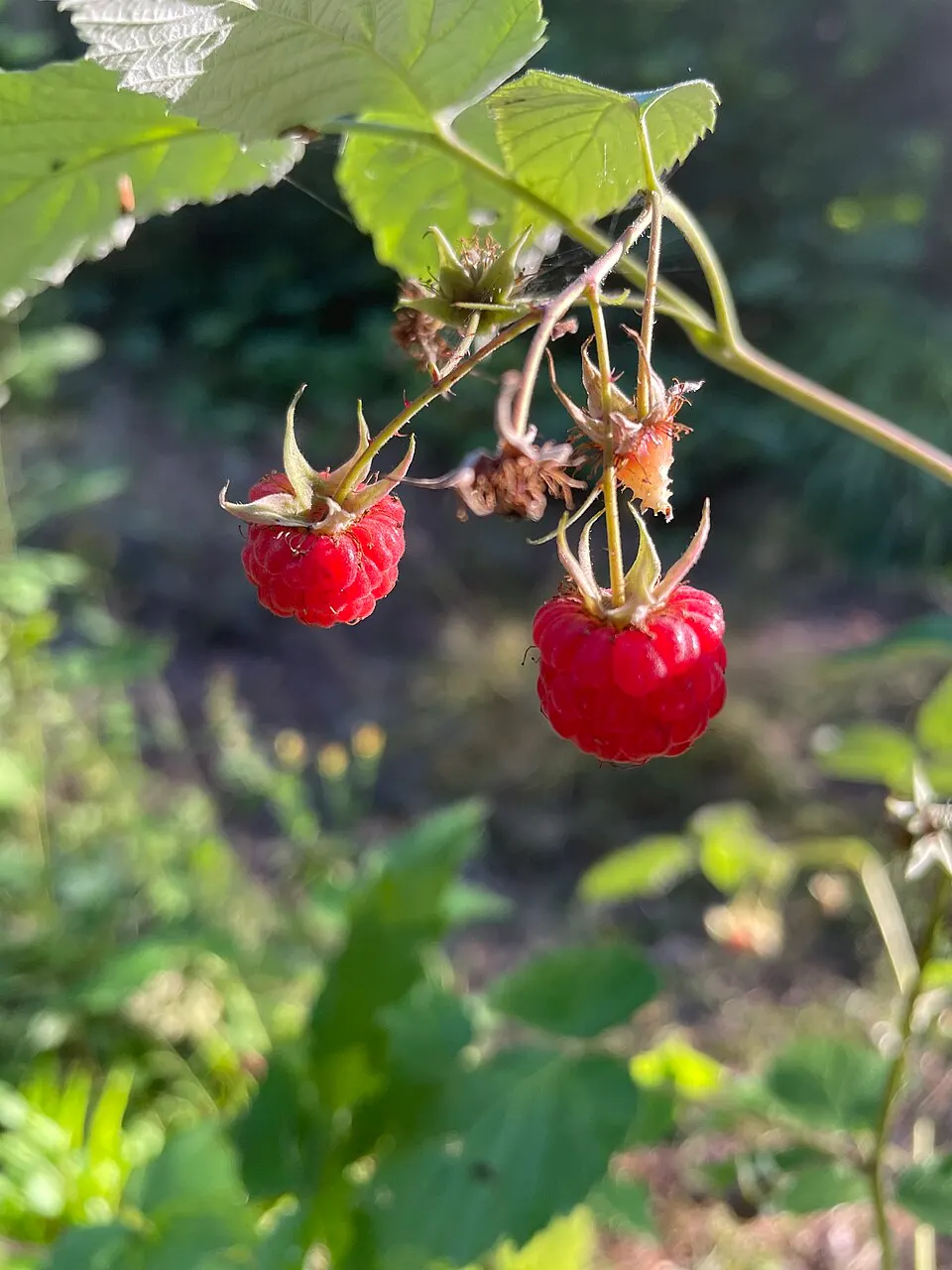 Frambuesas