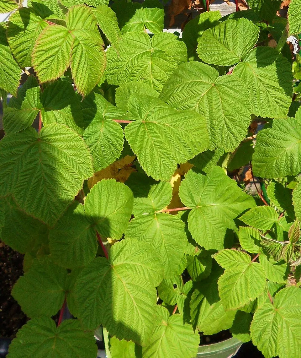 Hindbærplante