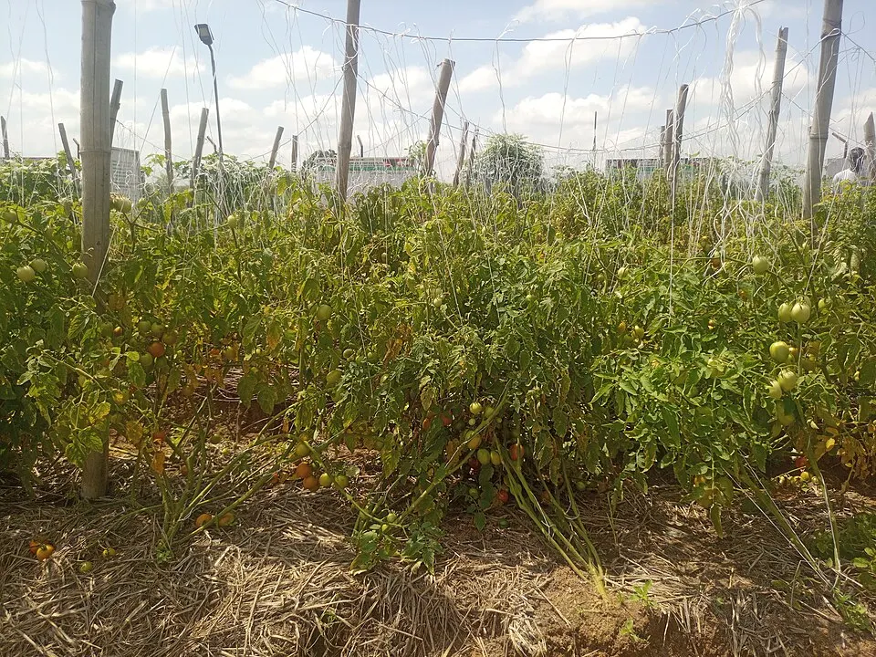 Tomatplante