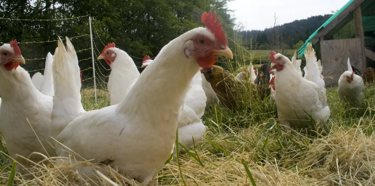 Loslopende kippen bij hun hok in een omheinde buitenren.