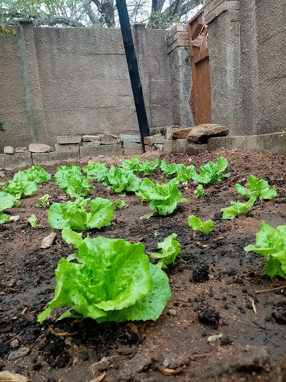 Plants de laitue