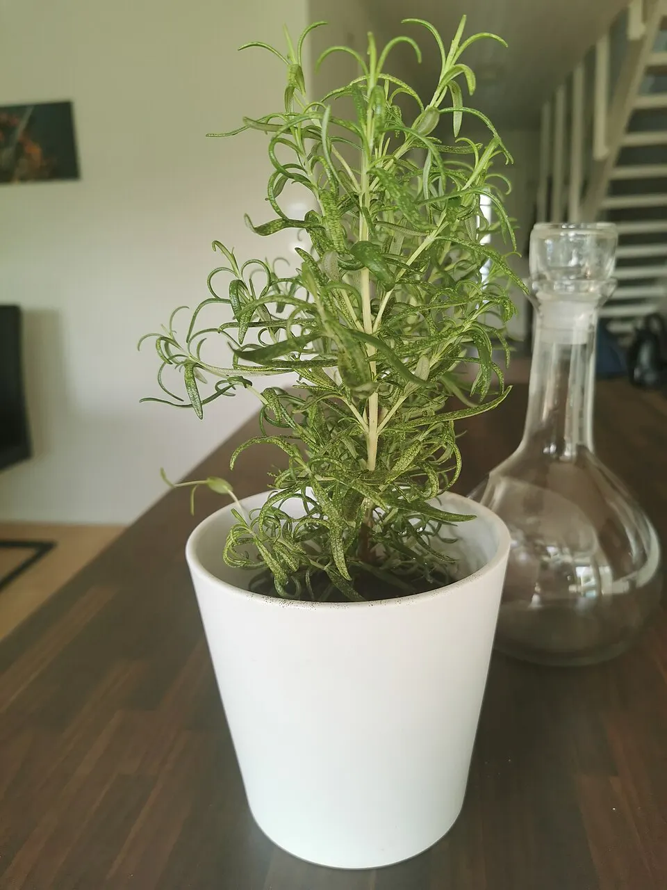 Plante aromatique