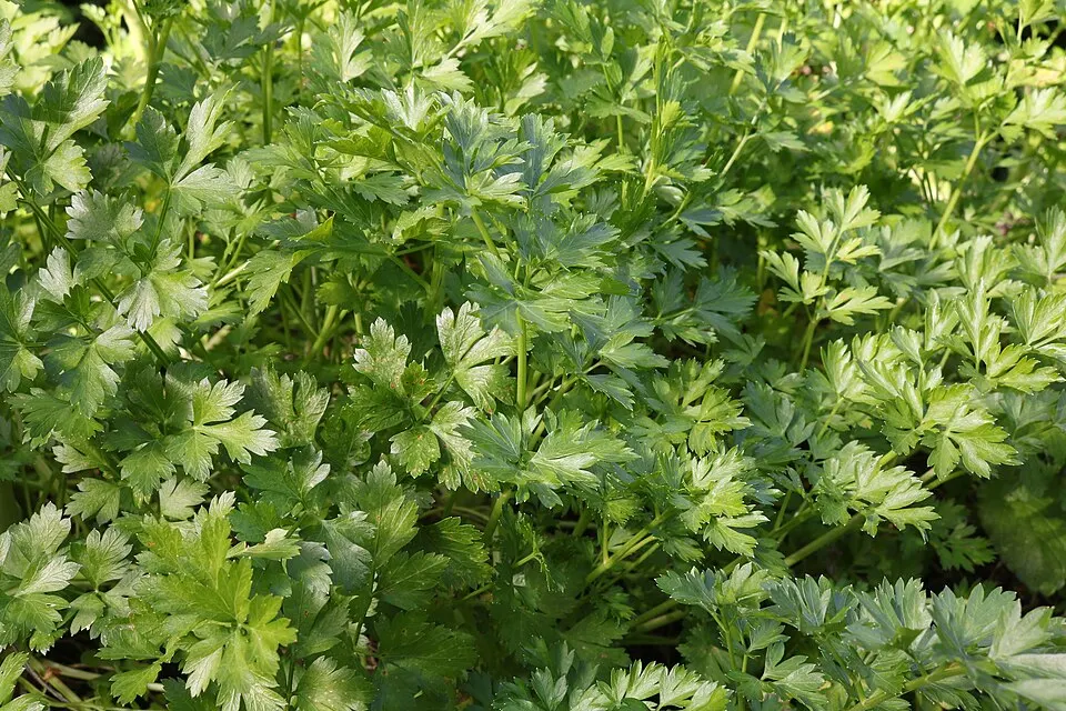 Frische Kräuter