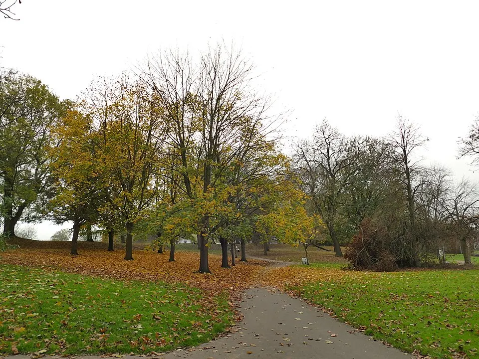 Autumn leaves