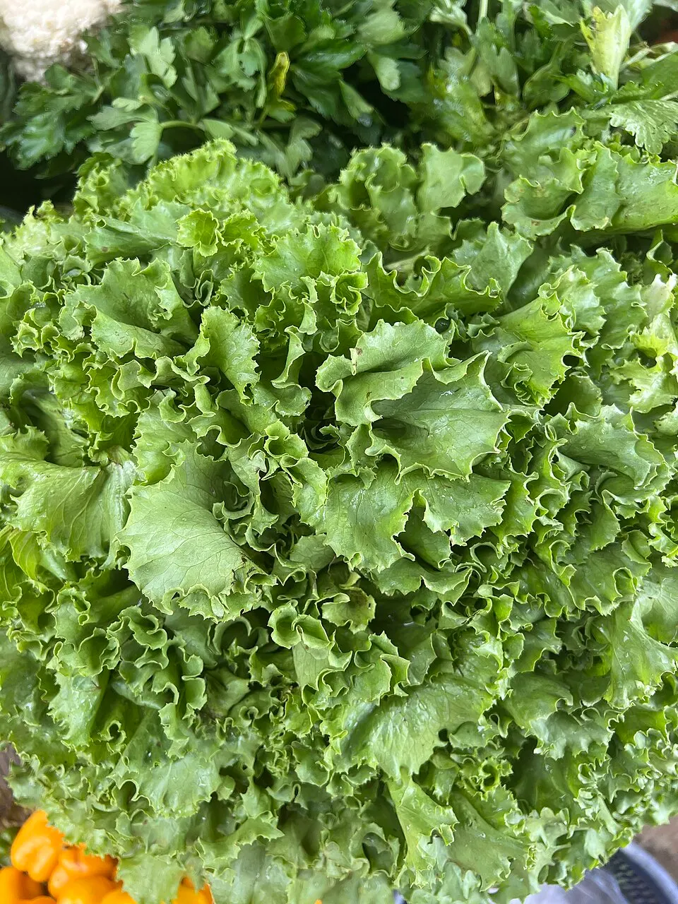 Sallatsplantor