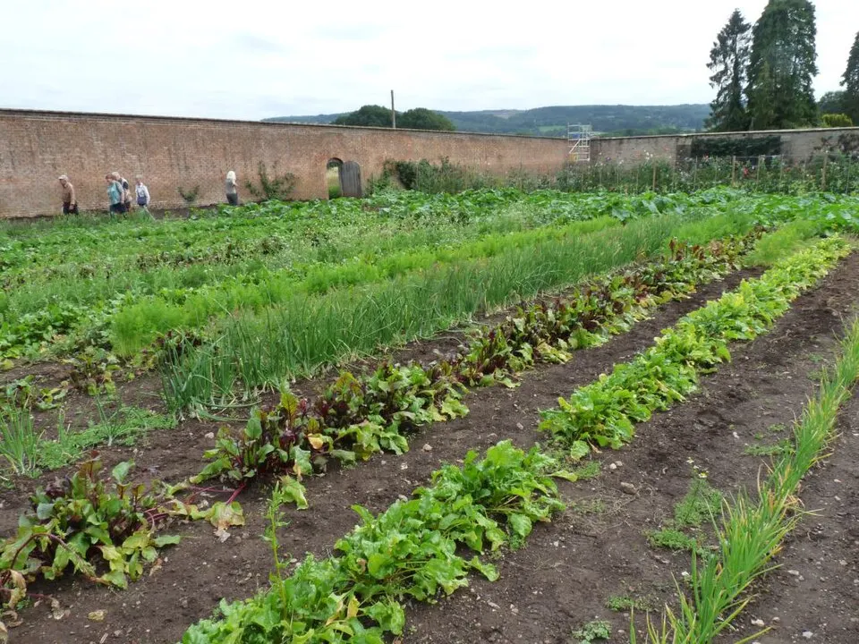 Vegetable growing beds