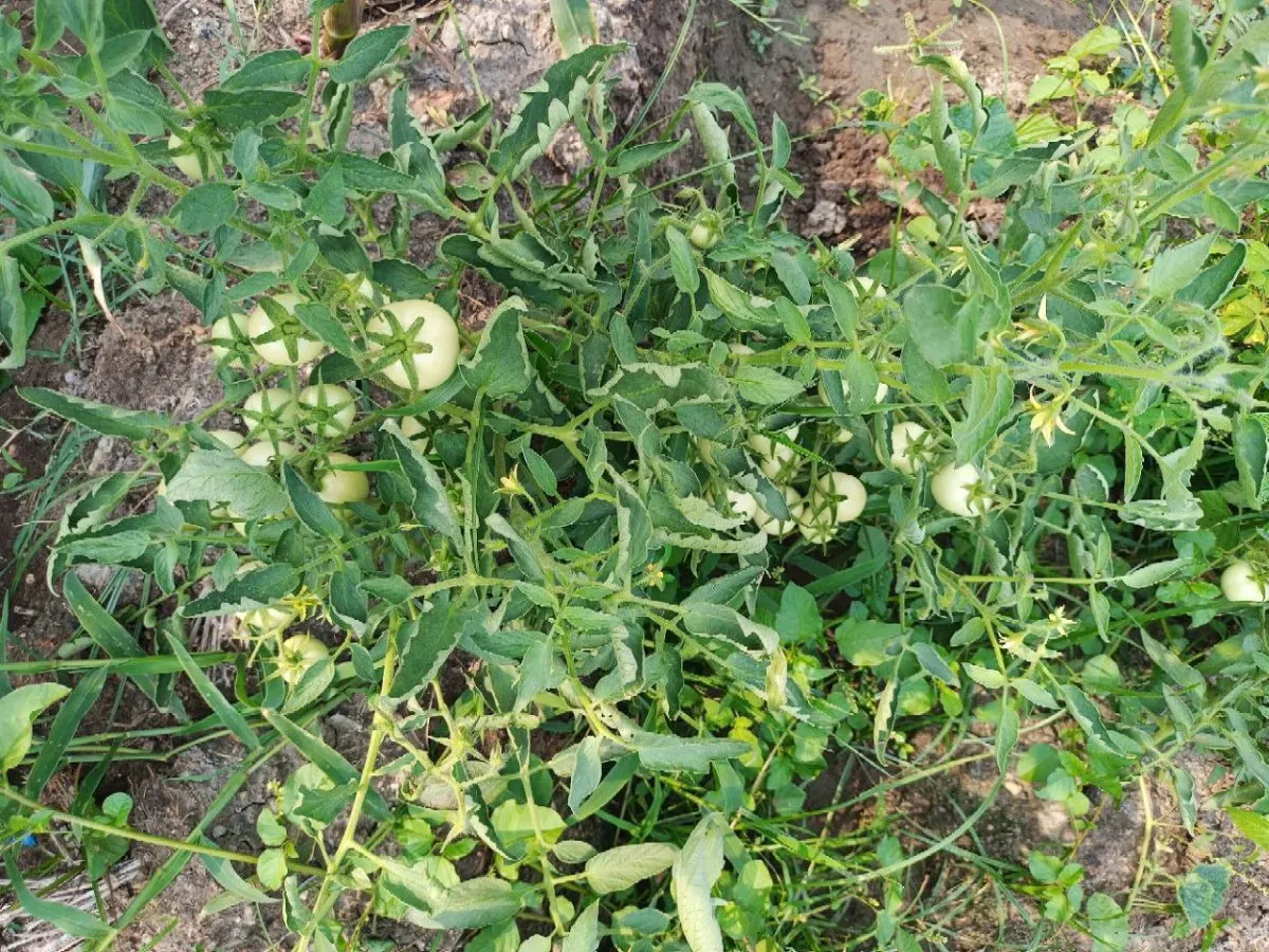 Tomatenplant in een tuin.