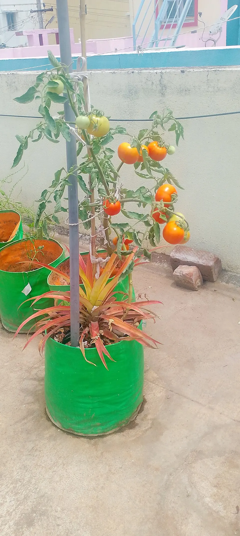 Tomato plant