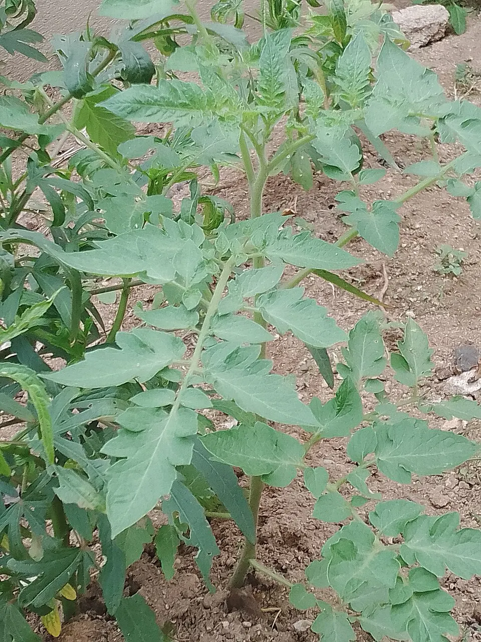 Plant de tomate