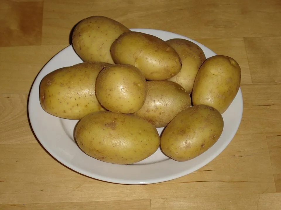 Potatis
