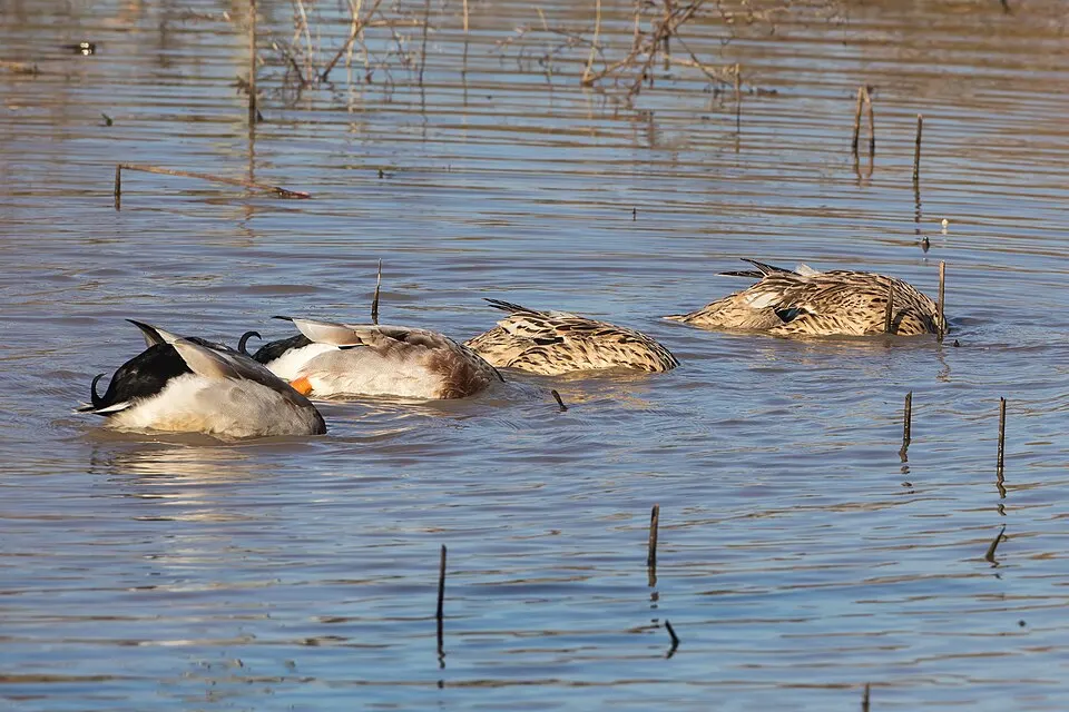 Patos domésticos