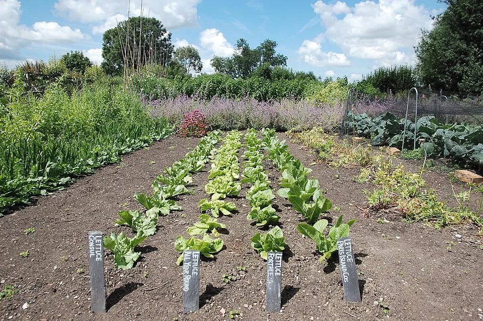 Lettuce plants