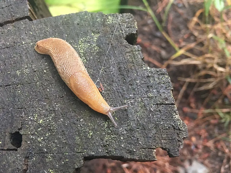 Snigel
