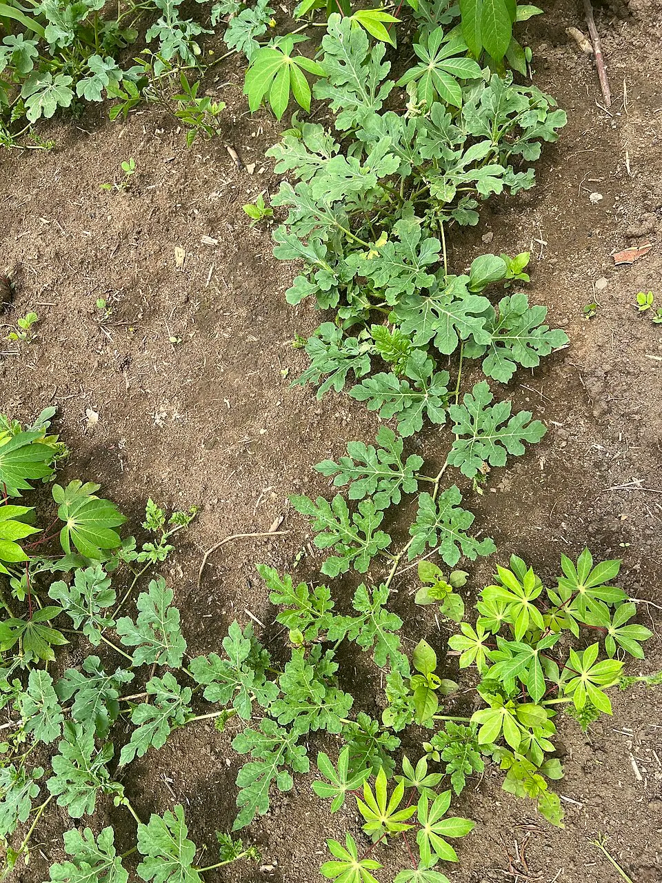 Planta de tomate