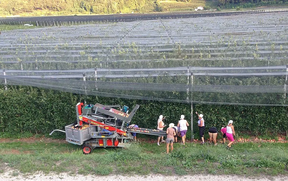 Appeloogst in een boomgaard.