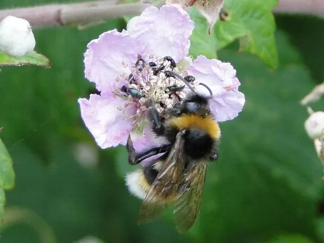 Bumblebee on flowers