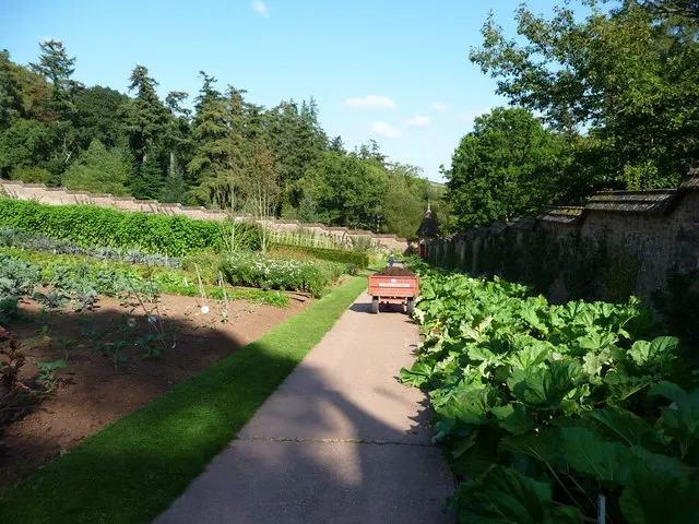 Køkkenhave