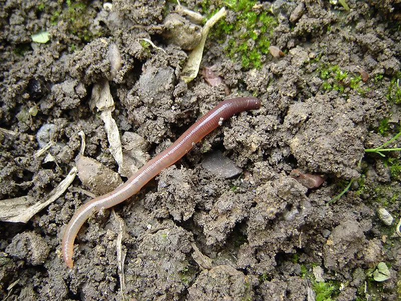 Regenworm in de donkere bovenlaag van de bodem.