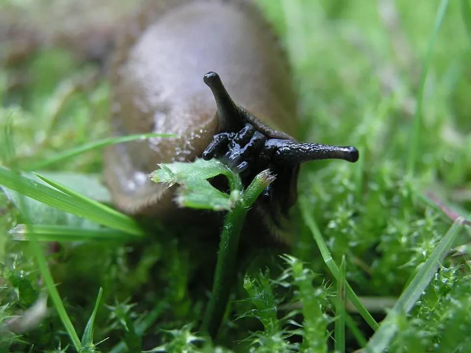 Slug