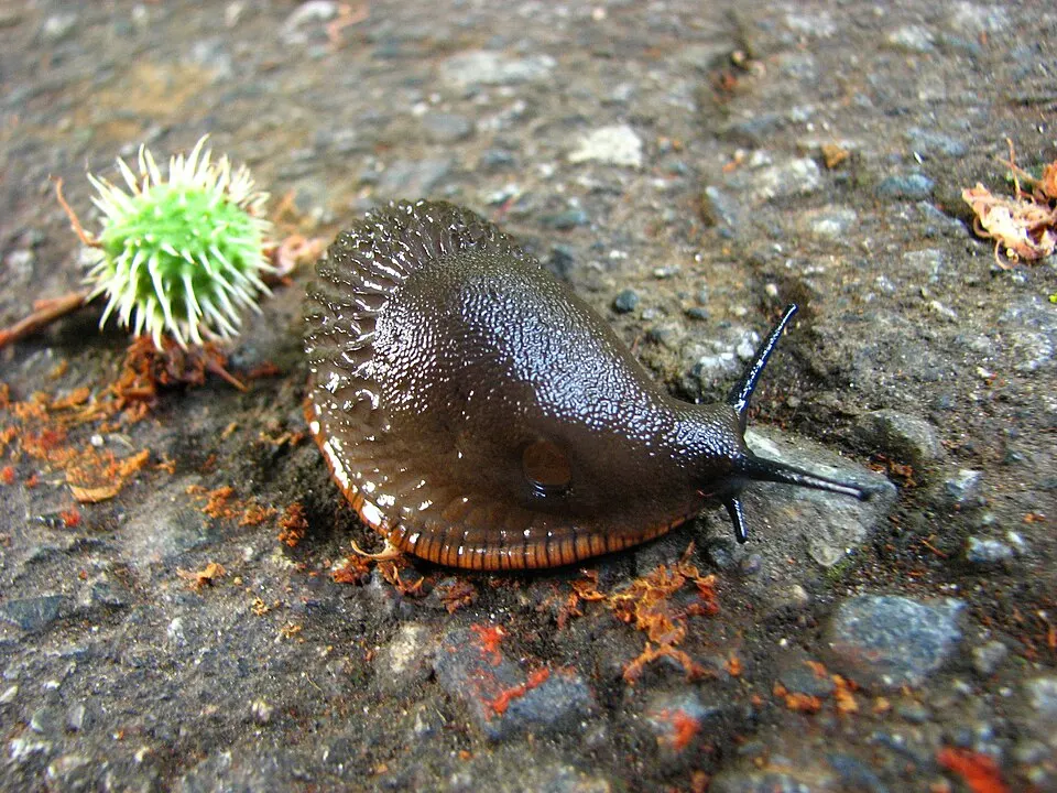 Schnecke