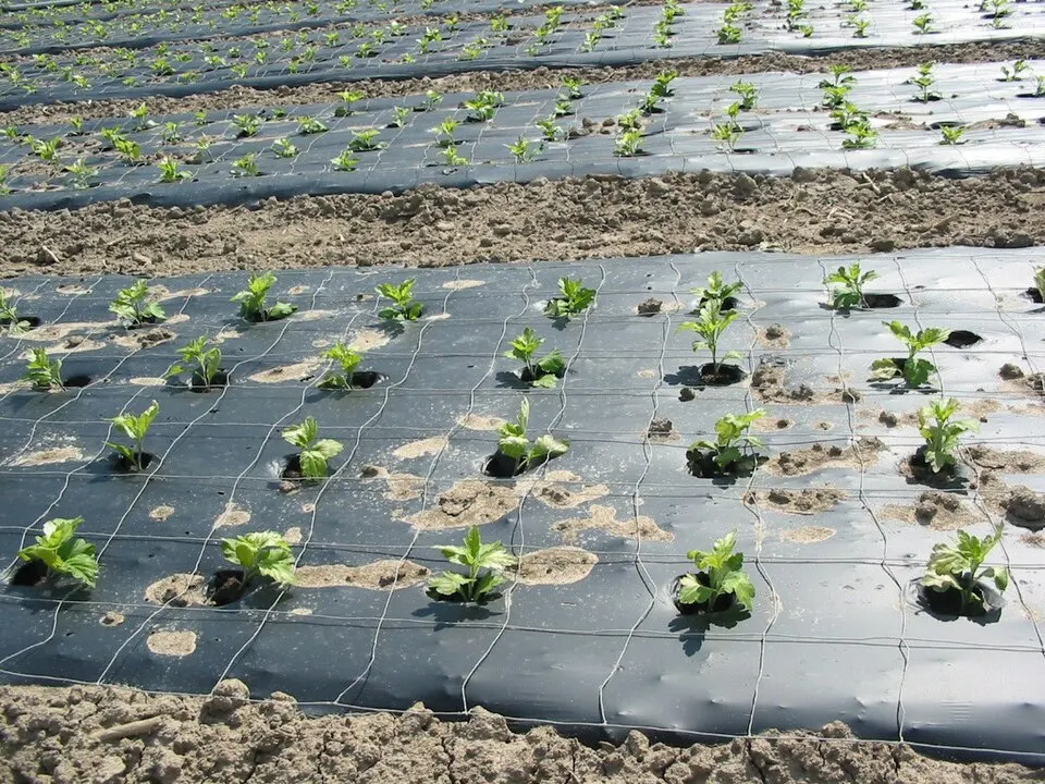 Garden mulch