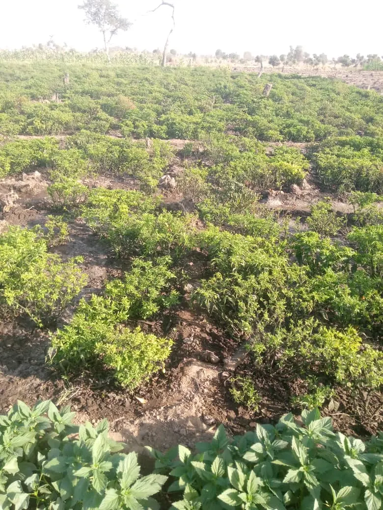 Pianta di pomodoro