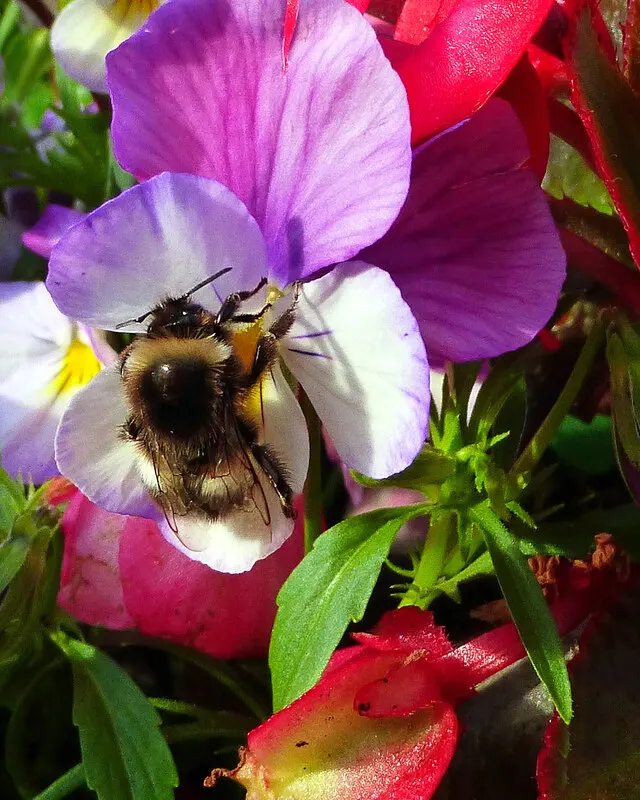 Bourdon sur des fleurs