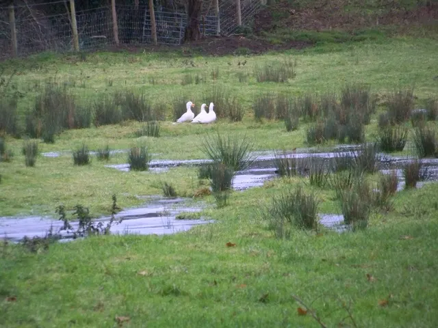 Domestic ducks