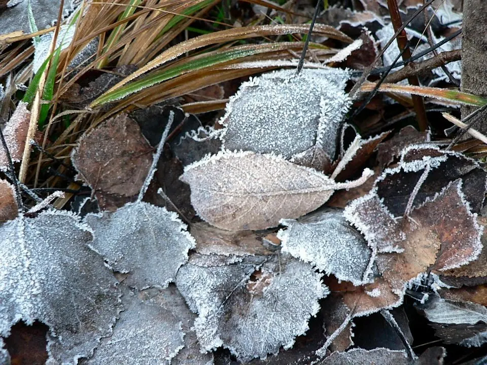 Efterårsblade