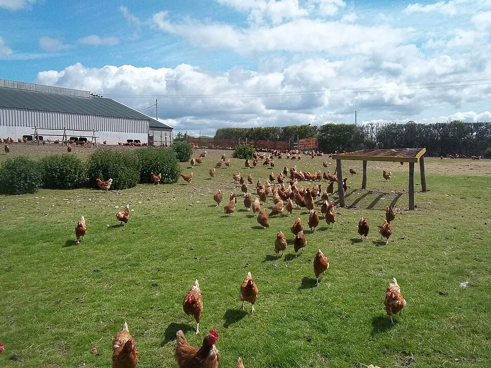 Galline