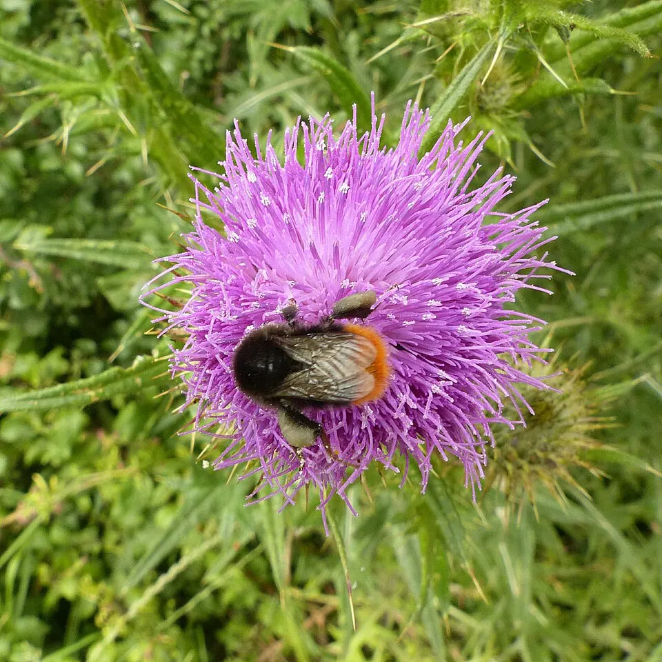 Hummel an Blüten