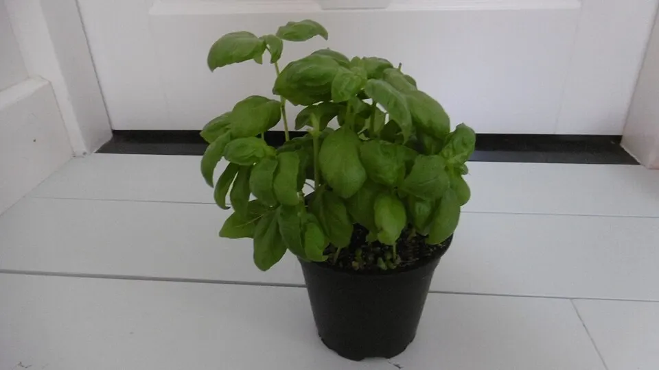 Planta aromática